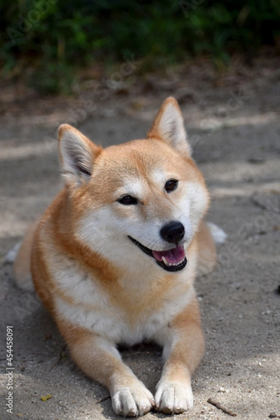 Obraz 柴犬・首を傾げる