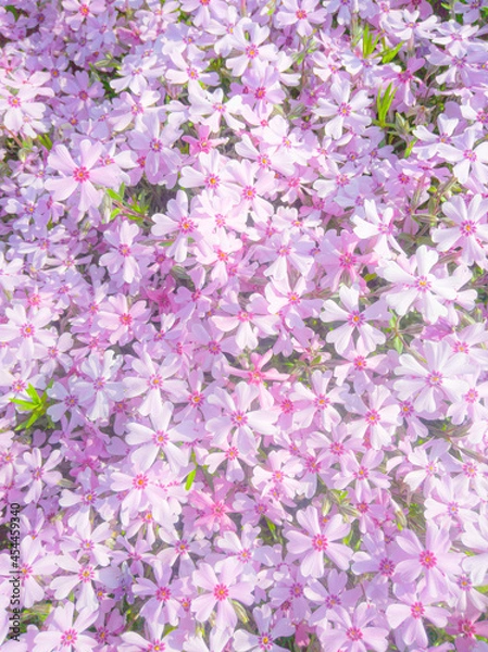 Obraz Moss phlox