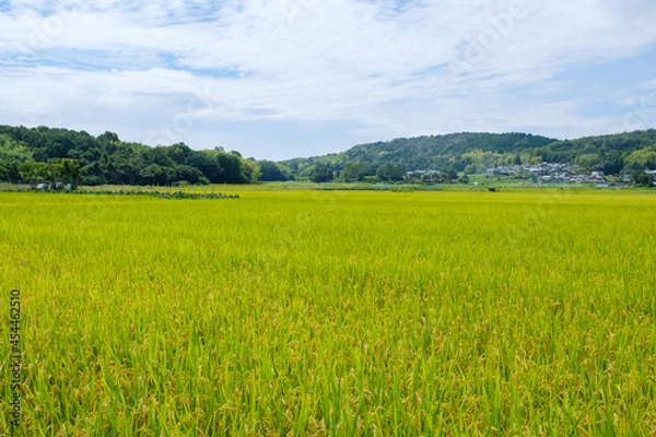 Fototapeta 水田が広がる農村の風景　京都府木津川市