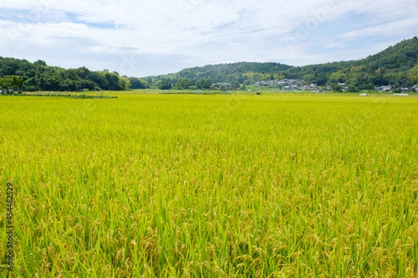 Fototapeta 水田が広がる農村の風景　京都府木津川市