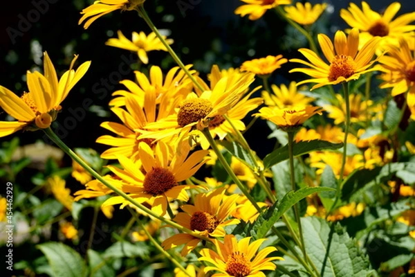 Obraz 姫ひまわり