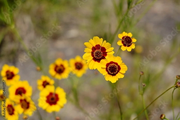 Obraz ハルシャギク