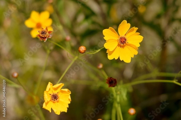 Obraz コスモスに似た花