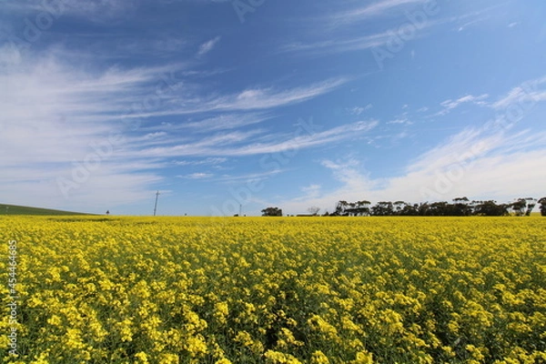 Obraz field of yellow flowers
