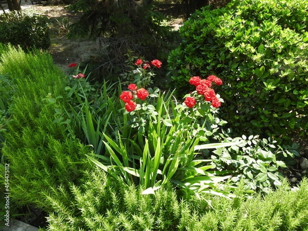Obraz red and white flowers
