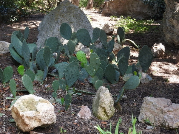 Obraz cactus in the garden