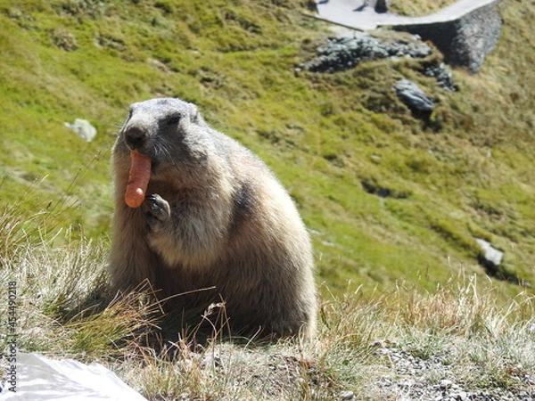 Fototapeta Marmot in the Alps