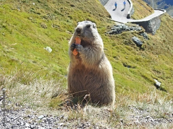 Obraz Marmot w Alpach