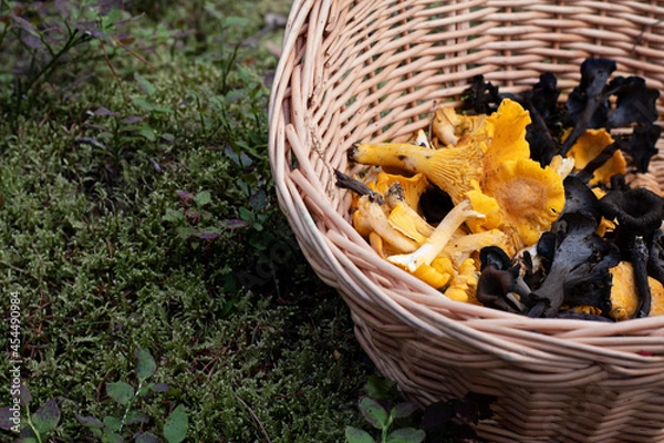 Fototapeta Basket of mushrooms in the forest. Edible chanterelle and black trumpet mushrooms. Photo taken on an autumn day in Sweden.