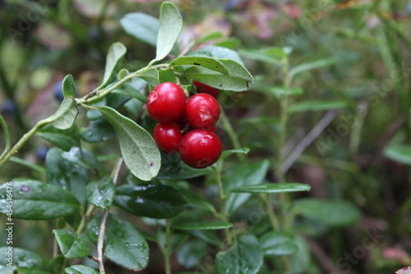 Obraz red cherries on a branch