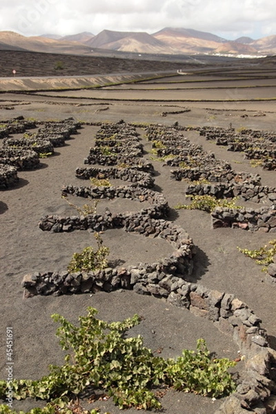Obraz Weinanbau auf Lanzarote