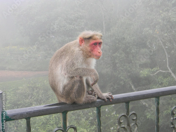 Obraz japanese macaque sitting on railing