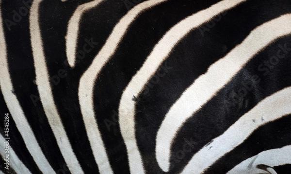 Fototapeta Zebramuster