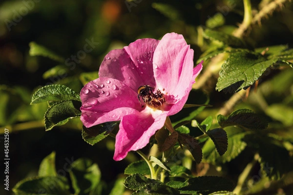 Obraz A bumblebee flew into the rosehip flower