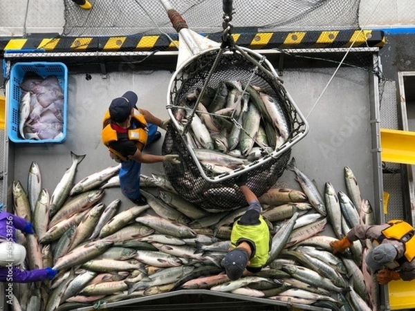 Obraz 【北海道】秋鮭の水揚げ（北海道ウトロ漁港）
