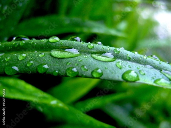 Obraz Raindrops on the grass