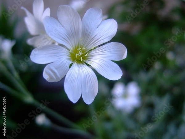 Obraz White flower