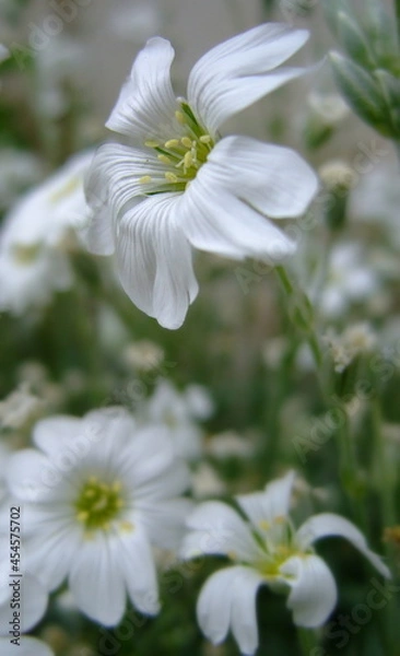 Obraz White flower