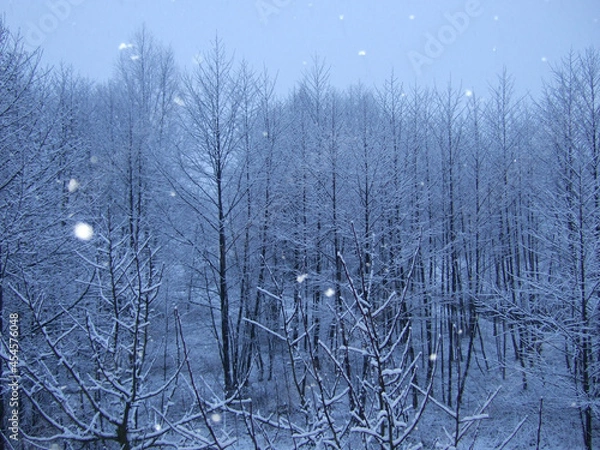 Obraz Snow | Tree | Forest