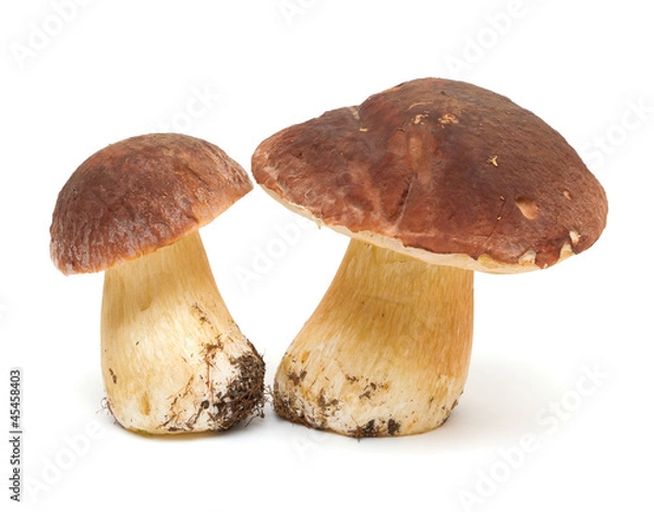 Obraz Two large mushroom close-up