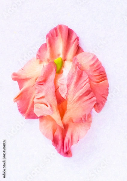 Fototapeta Pink vulva flower on a white background.