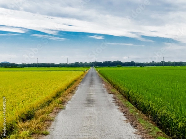 Obraz 田園のツートンカラー