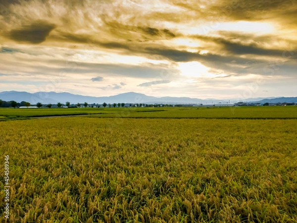 Fototapeta 初秋の田園　日暮れの風景