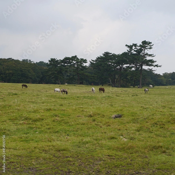 Obraz cows on a meadow
