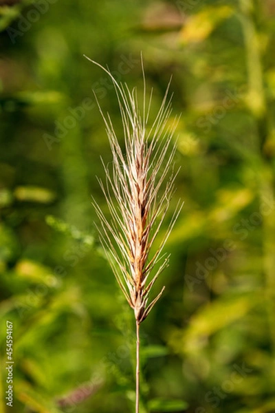 Fototapeta Wild Rye green background Arlington Virginia