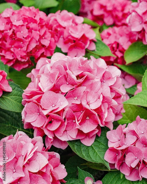 Fototapeta pink hydrangea flowers