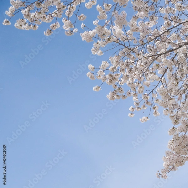 Fototapeta cherry tree blossom