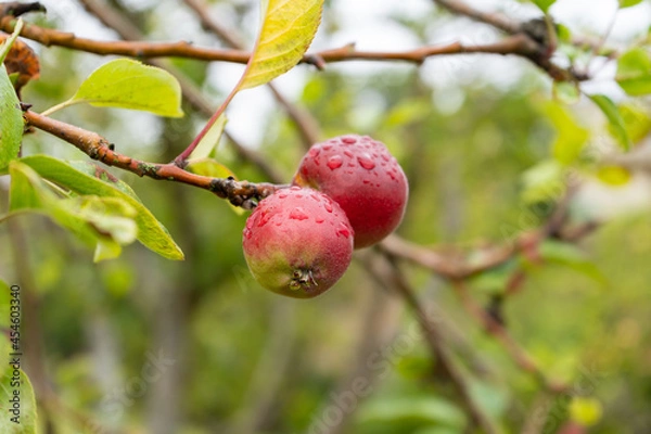 Obraz Fresh grenade or pomegranate ripening on tree