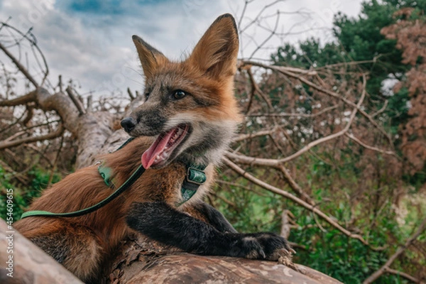 Obraz Domestic fox for a walk in the woods. Beautiful fox close-up 
