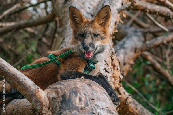 Obraz Domestic fox for a walk in the woods. Beautiful fox close-up 