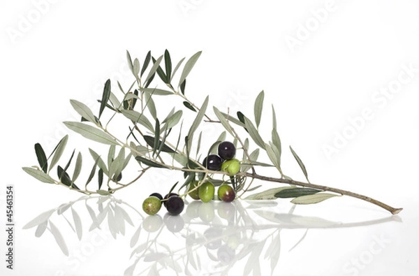 Obraz Olive tree branch