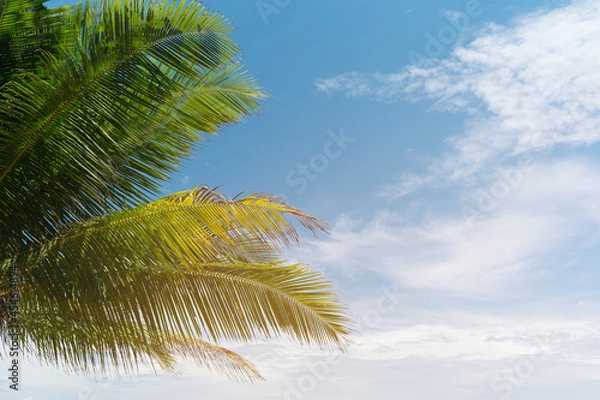 Fototapeta Palm trees on the beach.Coconut trees on sun light and clouds background