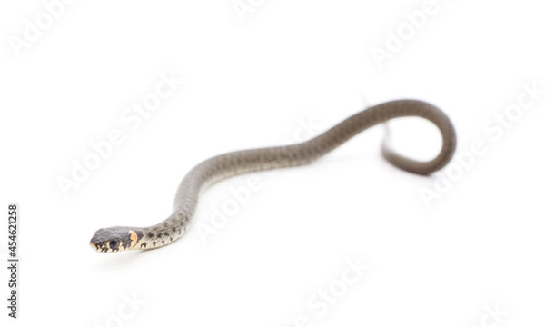 Fototapeta One gray snake.