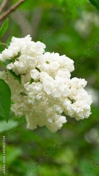 Obraz White lilac bush branch with green leaves