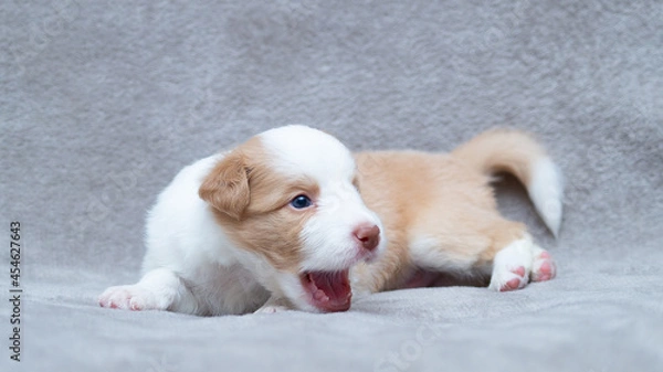 Obraz Border collie puppy white and cream sitting on the grey blanket