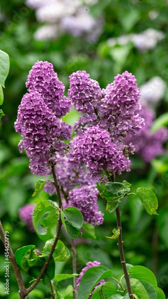 Obraz Pink lilac flower bush branch