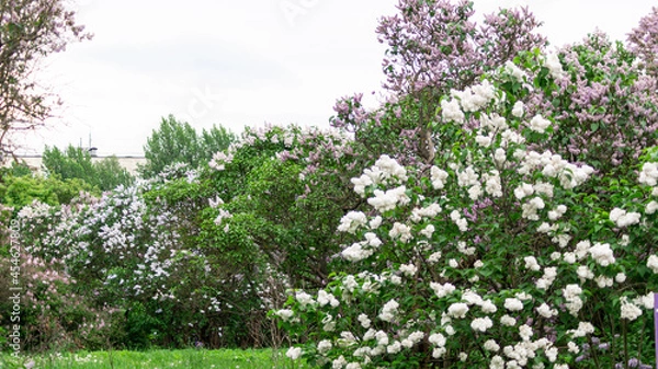 Obraz While and pink lilac bushes