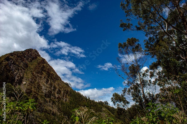 Fototapeta tree and sky
