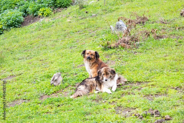 Obraz dog in the grass