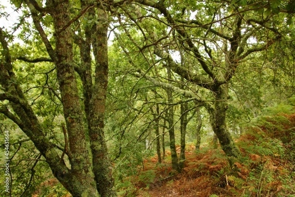 Obraz forest