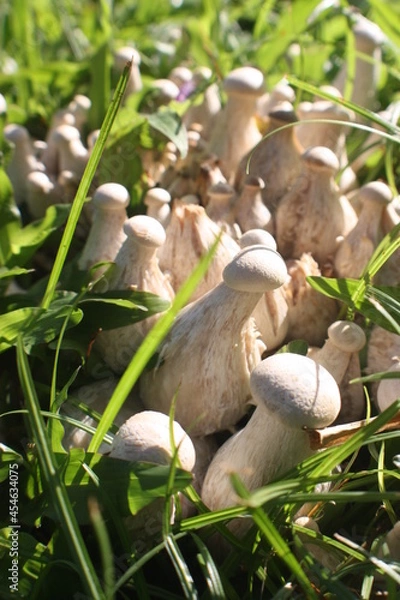 Fototapeta Mushroom 3