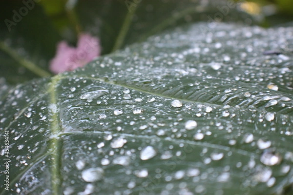Fototapeta Dew 3