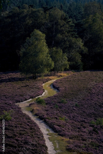 Obraz Brunsberg Heide