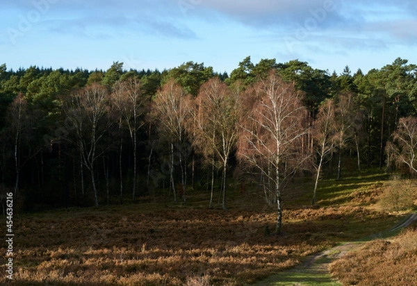 Obraz Brunsberg Heide