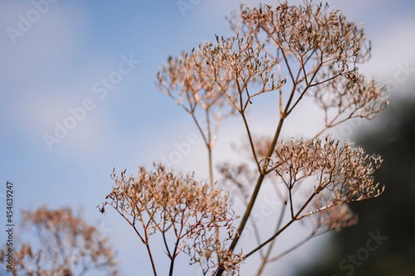 Obraz branches against sky