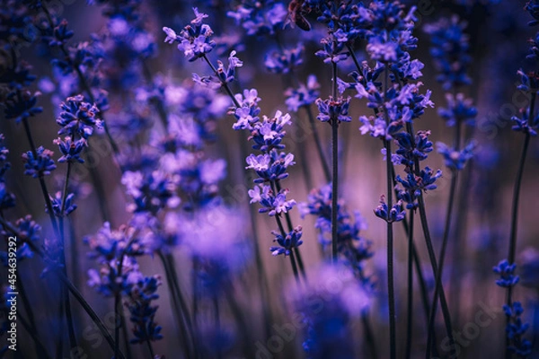 Obraz Lavender flowers